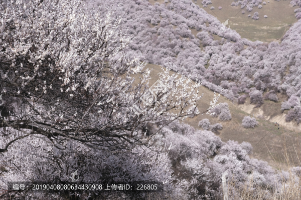 吐?tīng)柛踊ü? title=