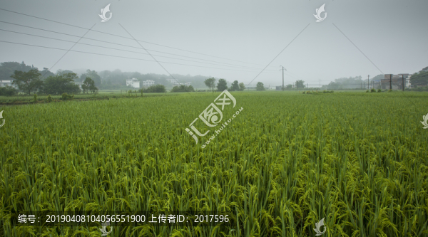 農(nóng)田水稻