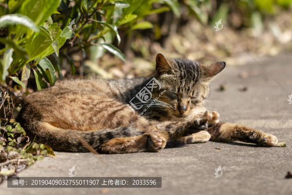 黑鼻子貍花貓睡姿