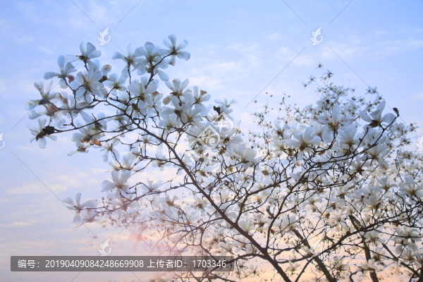 玉蘭花