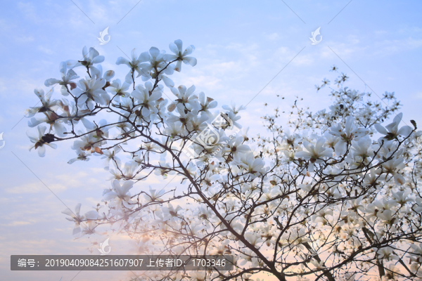 玉蘭花