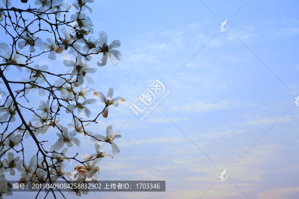 玉蘭花