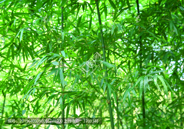 竹林