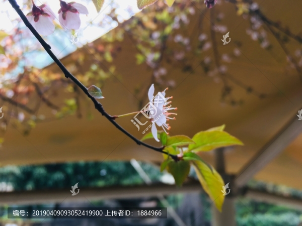 盛開的櫻花