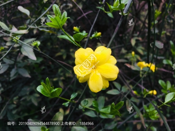 迎春花