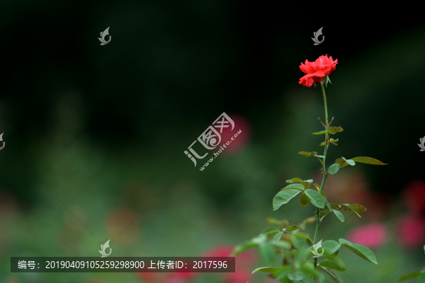 月季花