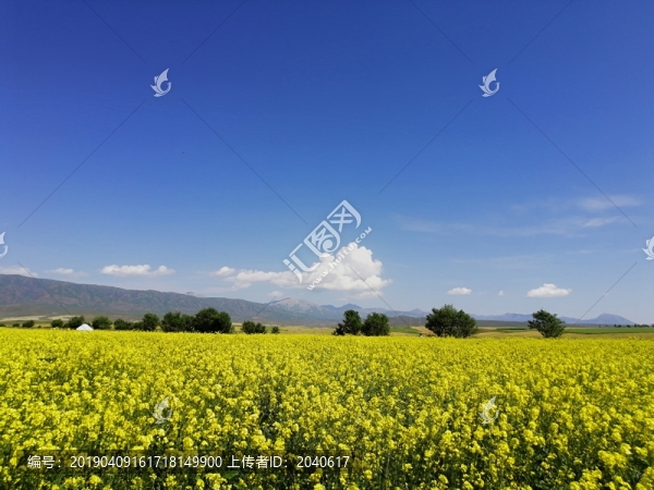 油菜花海