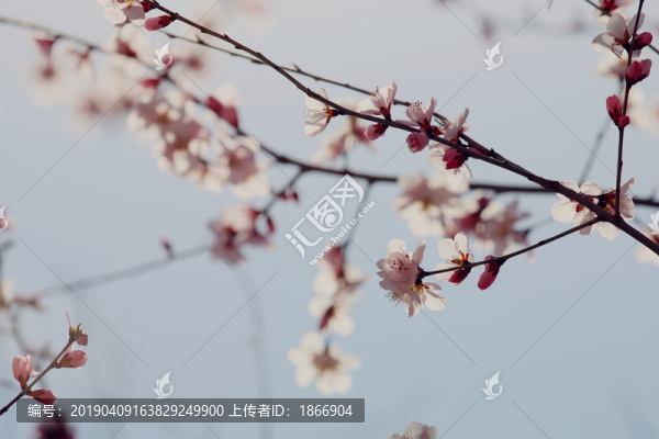 意境桃花