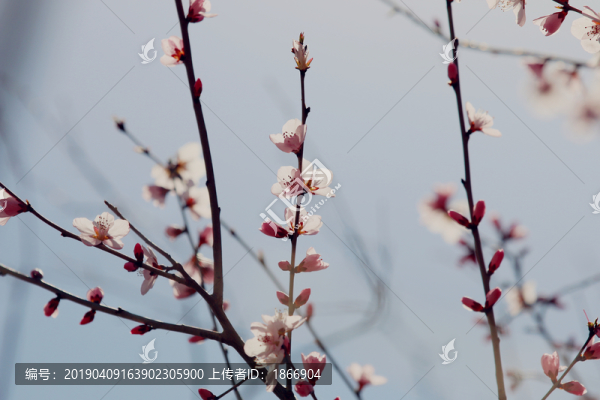 畫意桃花