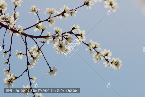 唯美山桃花