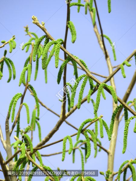 核桃花