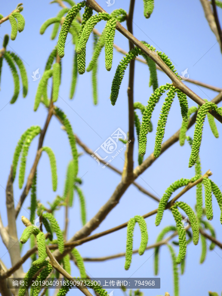 核桃花