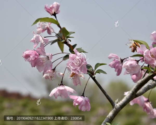 垂絲海棠