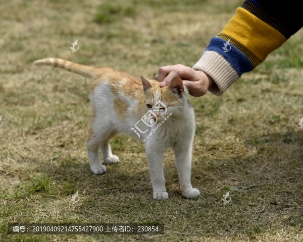 貓咪