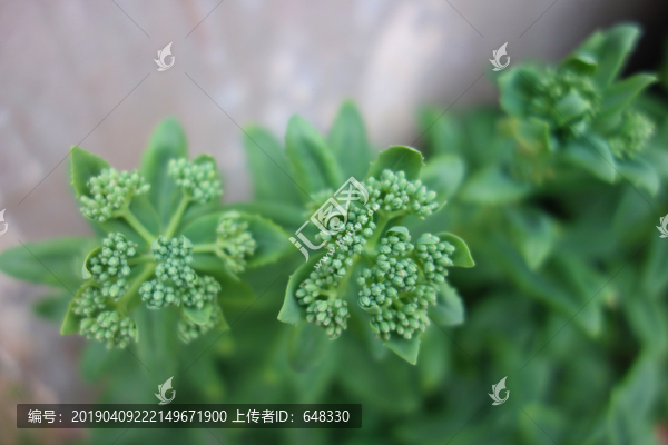 八寶