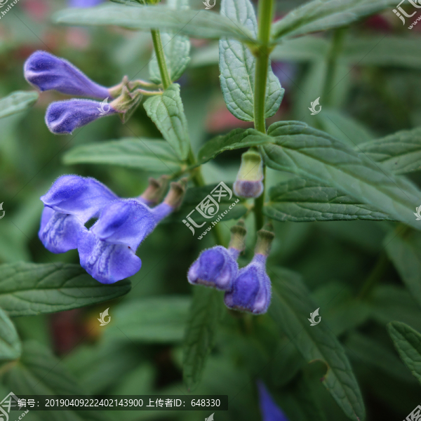 黃芩