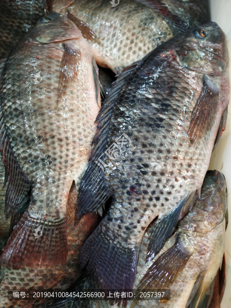鯽魚