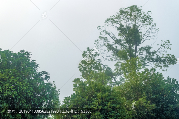 樹(shù)