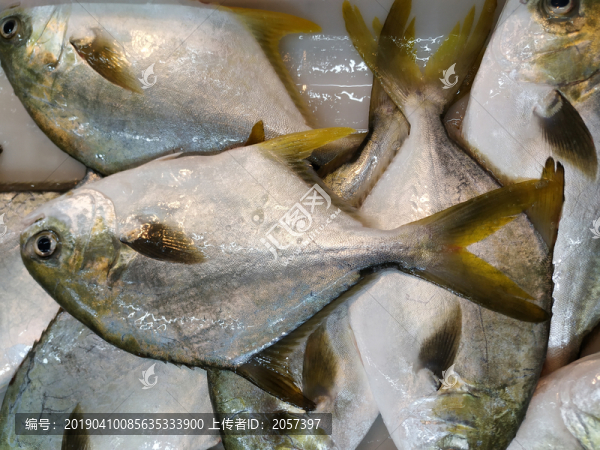 鳊魚倉魚海鮮魚類