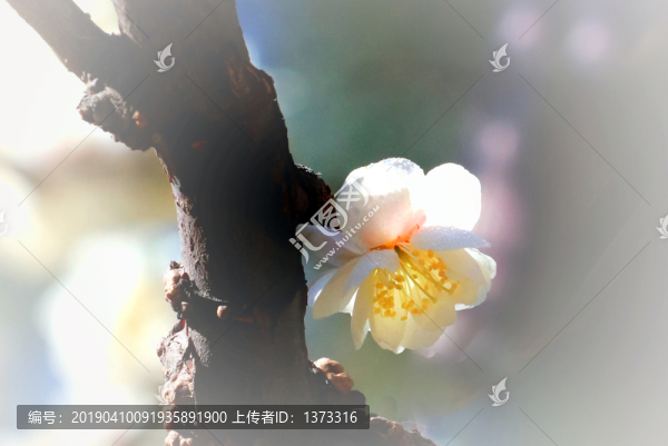 梅花