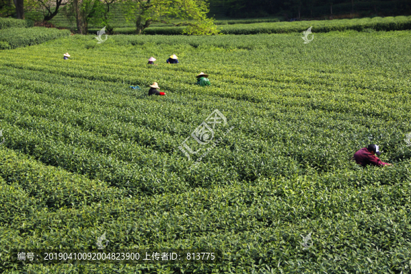 茶園采茶