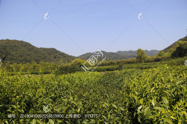 茶廠風景