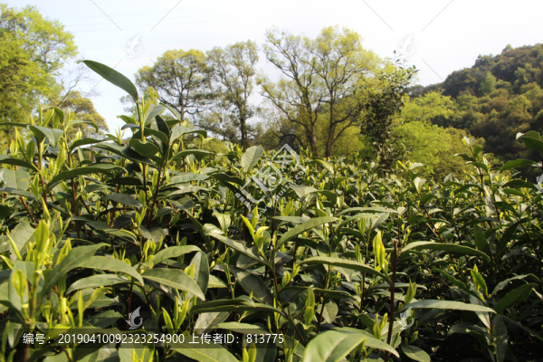 山林綠茶