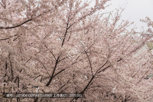 春天公園的粉色櫻花盛開(kāi)
