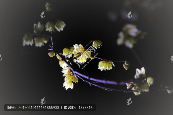 梅花