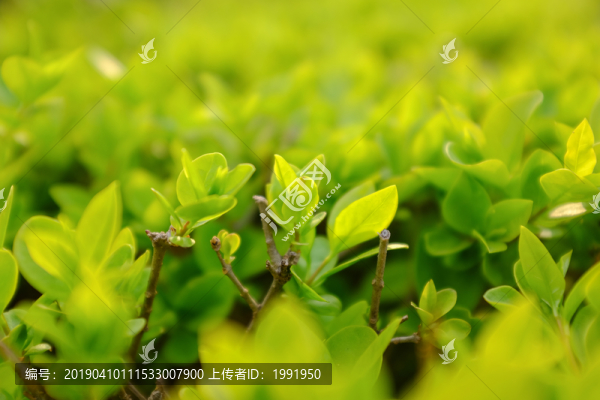 綠葉特寫(xiě)