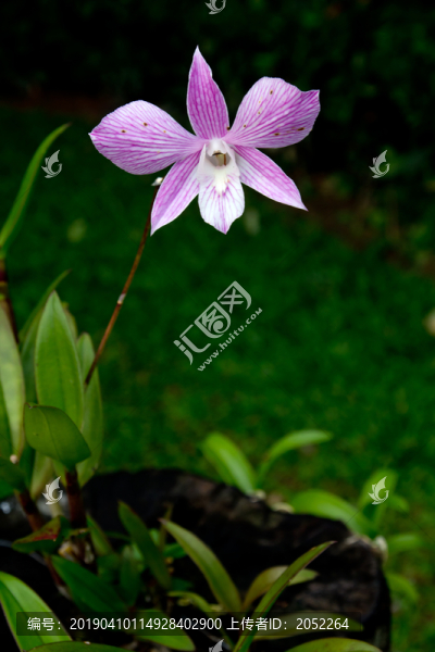 紫色的花