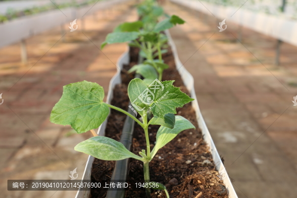 番茄種植