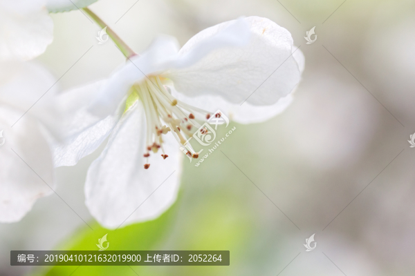 春天的花