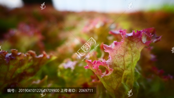 蔬菜生菜