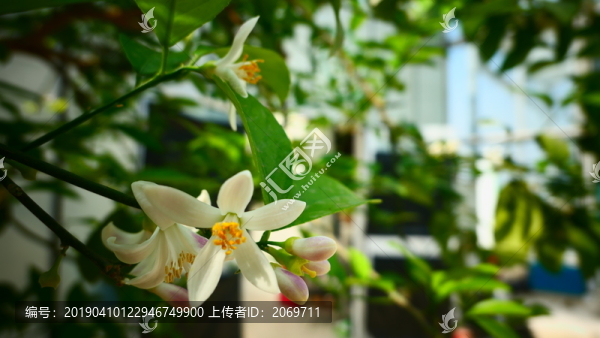 檸檬花
