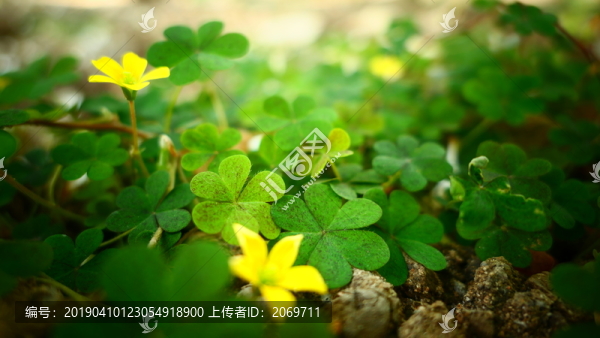 黃瓜草