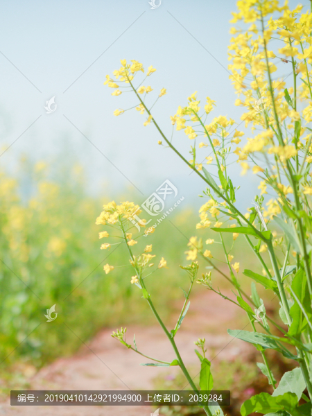 油菜花近景