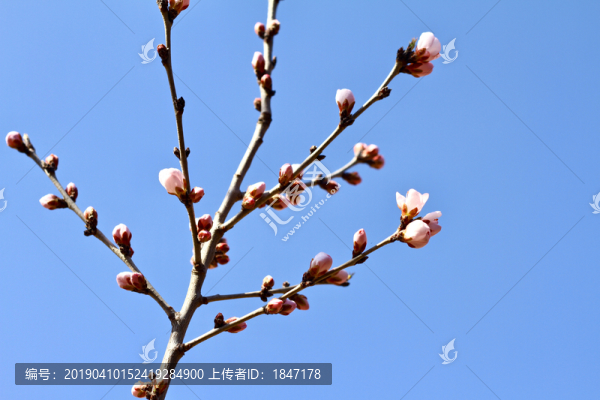山桃花
