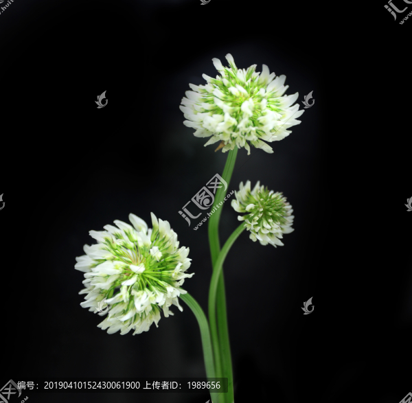 白車軸草