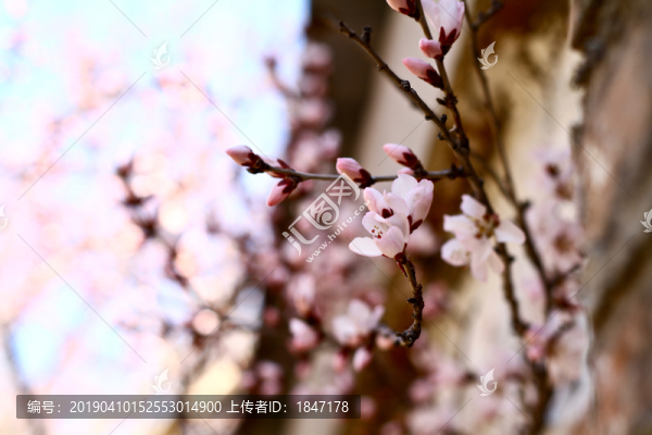 山桃花