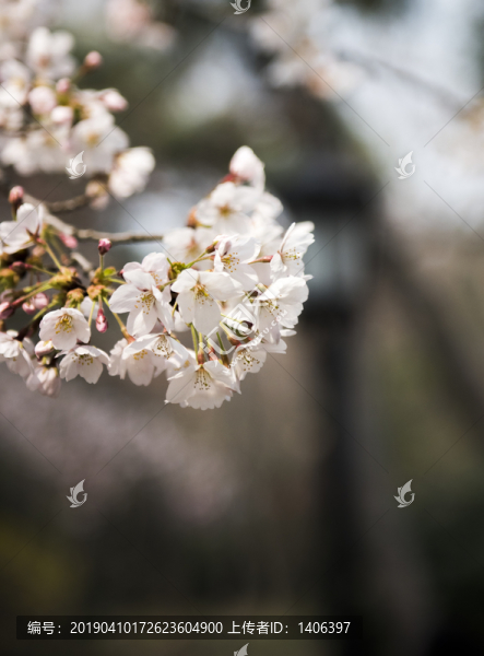櫻花