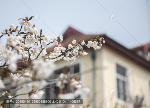 櫻花