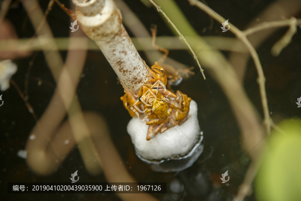 青蛙交配
