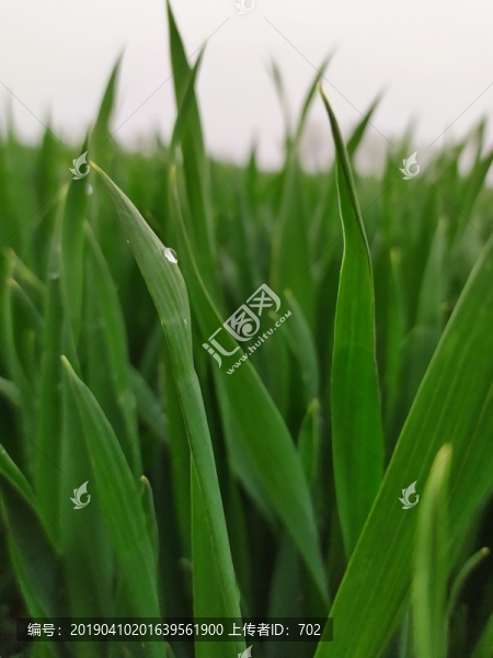 小麥