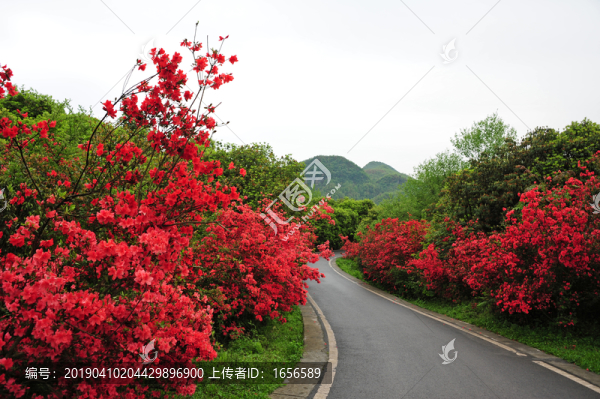 百里杜鵑映山紅