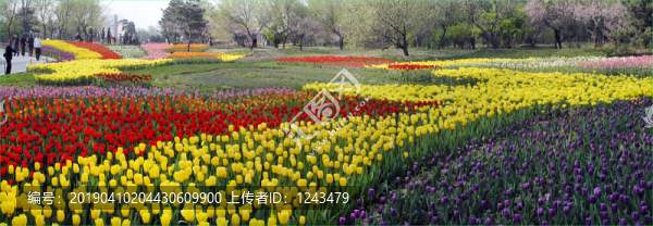 郁金香花海