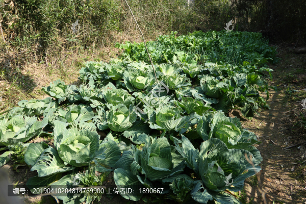 農(nóng)家菜園