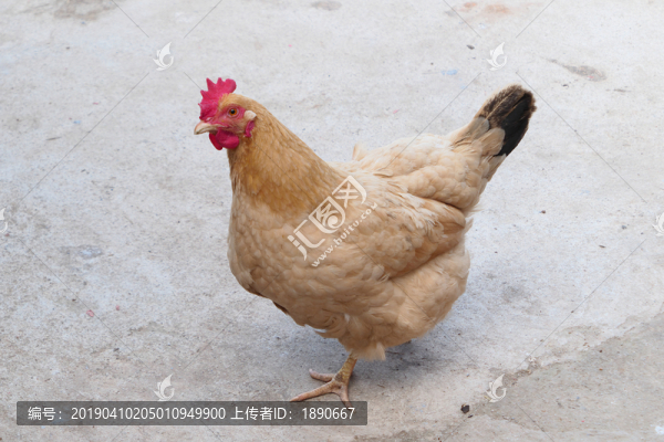 農(nóng)家母雞