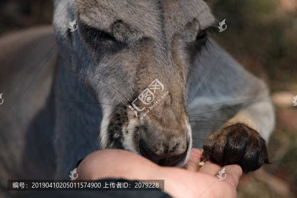 貪食的袋鼠