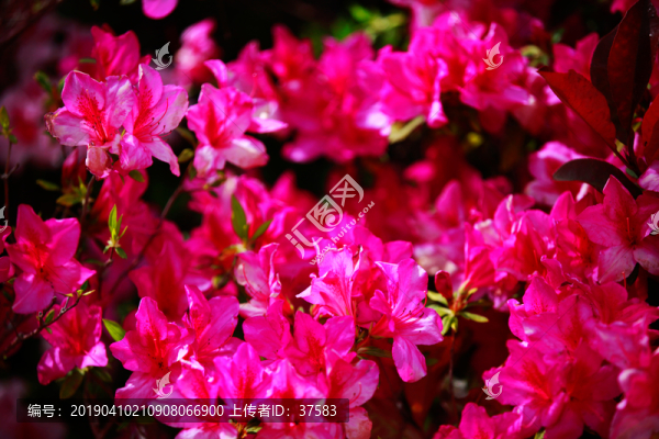 杜鵑花